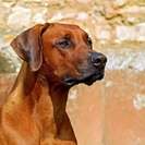 Вопрос эвтаназии и чипирования: сенат Казахстана отклонил часть норм скандального закона