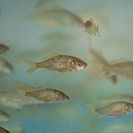 Летний сезон на горнолыжных курортах ВКО: не только склоны, но и рыбалка