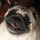 В Усть-Каменогорске состоится международная выставка собак 