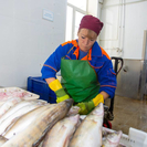 В ВКО планируется строительство комплекса по переработке рыбной продукции
