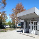 В Усть-Каменогорске в мае пожелтела листва на деревьях: ситуацию прокомментировали экологи 