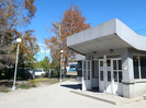 В Усть-Каменогорске в мае пожелтела листва на деревьях: ситуацию прокомментировали экологи 
