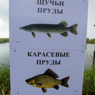 В ВКО к 2030 году планируют почти в четыре раза увеличить производство товарной рыбы