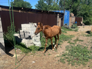 В Усть-Каменогорске в приюте «Досым-Оскемен» появился необычный питомец 