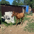 В Усть-Каменогорске в приюте «Досым-Оскемен» появился необычный питомец