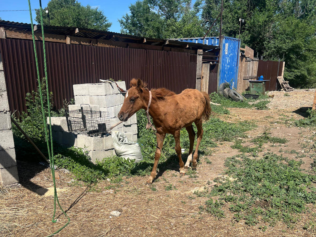 В Усть-Каменогорске в приюте «Досым-Оскемен» появился необычный питомец