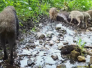 В ВКО семейство кабанов попало в объектив фотоловушки 