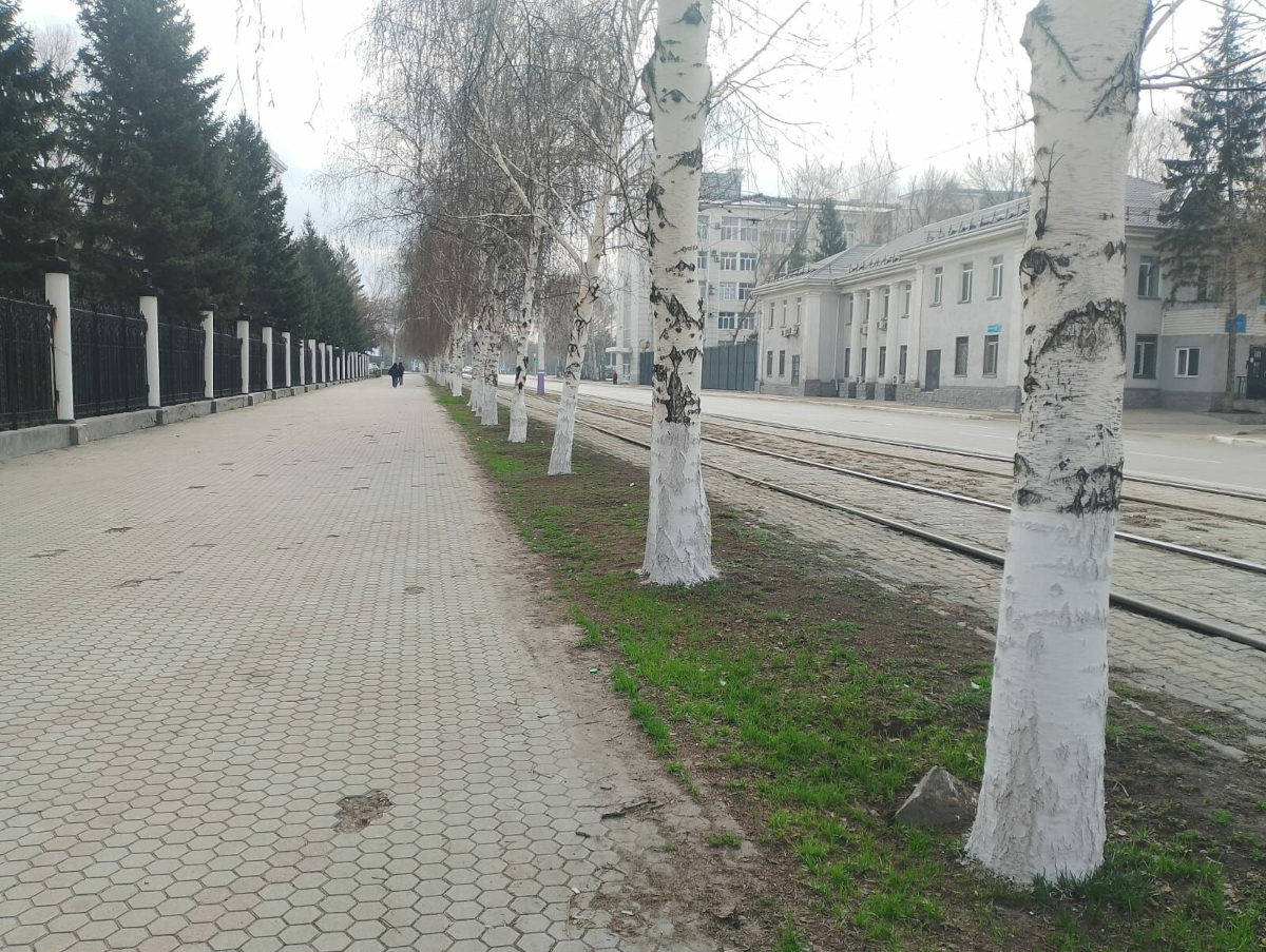 О пользе побелки деревьев рассказали в «Таза Өскемен»