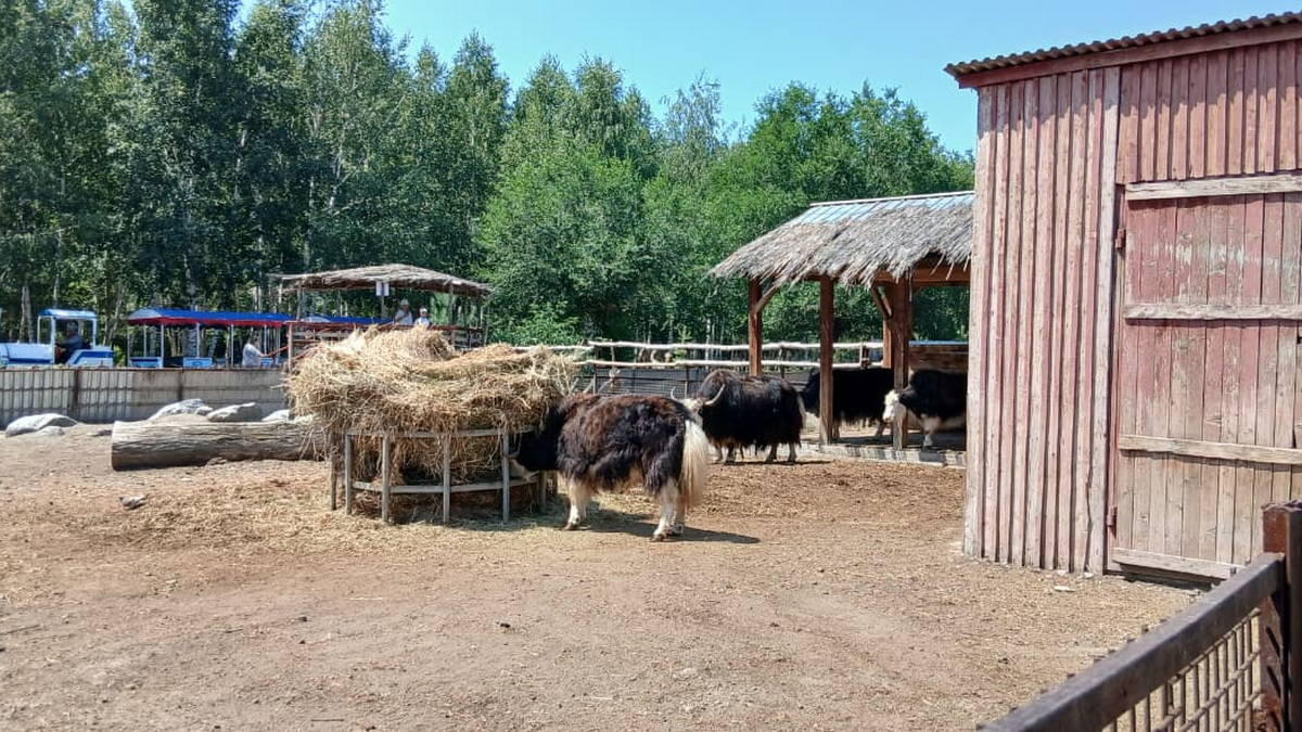 В зоопарке Усть-Каменогорска произошло пополнение