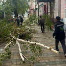В Усть-Каменогорске продолжают убирать поваленные ветром деревья