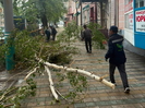 В Усть-Каменогорске продолжают убирать поваленные ветром деревья