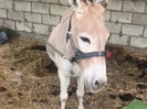 В Усть-Каменогорске в приюте для животных появился ослик