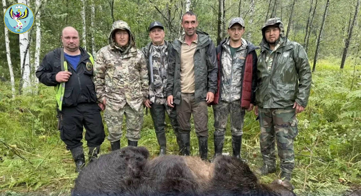 Медведь растерзал туристку: в Республике Алтай ведется массовый отстрел медведей 