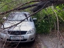 В Усть-Каменогорске упавшие деревья повредили несколько авто