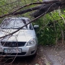 В Усть-Каменогорске упавшие деревья повредили несколько авто