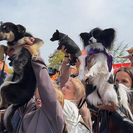 В Усть-Каменогорске пройдет семейный фестиваль PET DOG FEST 2026