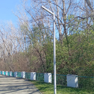 В Усть-Каменогорске на улице Астана наблюдается массовая гибель деревьев