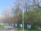В Усть-Каменогорске на улице Астана наблюдается массовая гибель деревьев