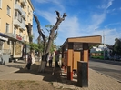 «Омолаживающая» обрезка: зачем в Усть-Каменогорске оставили деревья без крон?