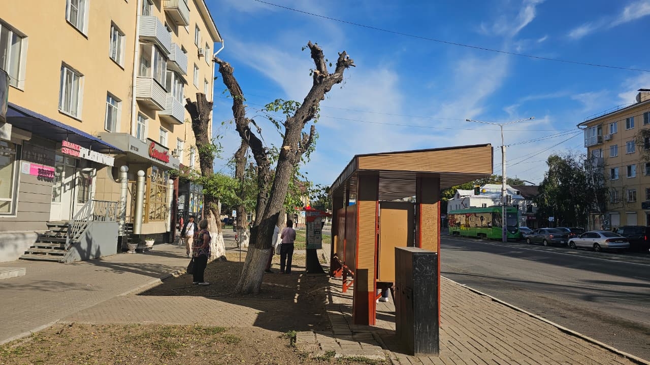 «Омолаживающая» обрезка: зачем в Усть-Каменогорске оставили деревья без крон?