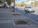 В Усть-Каменогорске на улице, где деревья превратили в обрубки, высадили саженцы