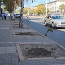 В Усть-Каменогорске на улице, где деревья превратили в обрубки, высадили саженцы