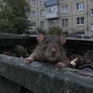 Жители Усть-Каменогорска жалуются на засилье крыс