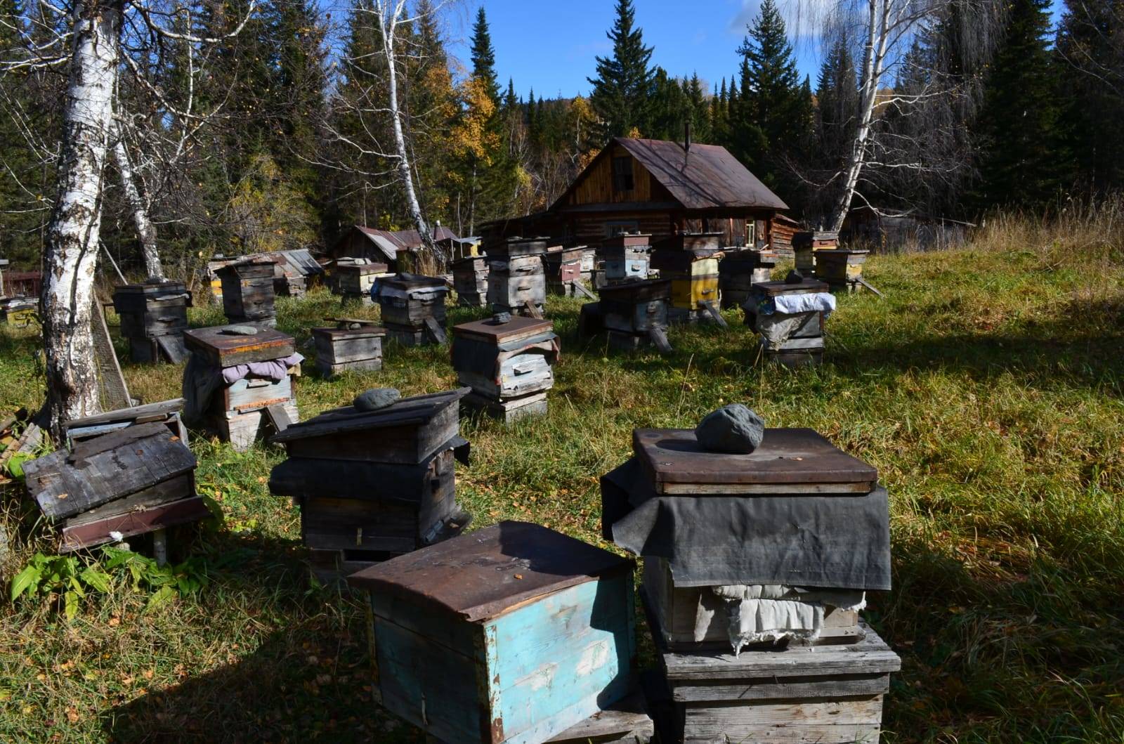 В ВКО медведь разгромил пасеку в районе Белой Убы
