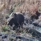 В ВКО фотоловушка засняла медведя на водопое