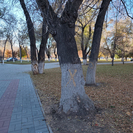 В Усть-Каменогорске на деревьях появились крестики и нолики