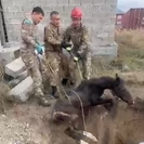 В Усть-Каменогорске сотрудники службы по ЧС спасли жеребенка