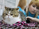 В Усть-Каменогорске участие в международной выставке «Зимнее чудо 2012» приняли более 80 породистых кошек (+фото)