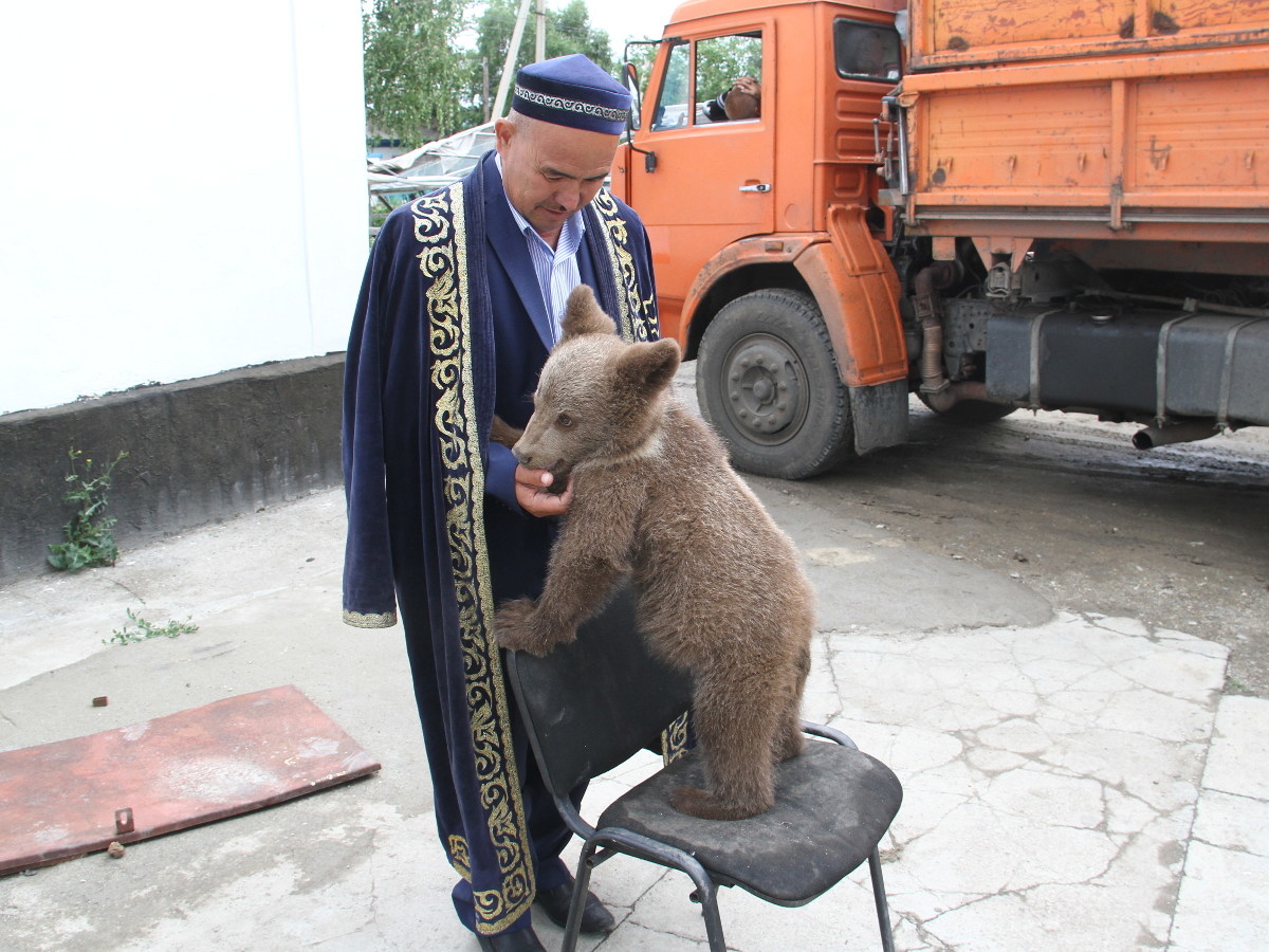 В ВКО имам приютил в своём доме медвежонка - Усть-Каменогорск | YK-news.kz