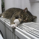 Горячие батареи: устькаменогорцам напомнили о необходимости ручного регулирования температуры в домах