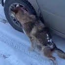 ВКО. Как риддерцы спасают собаку, сбитую автомобилем