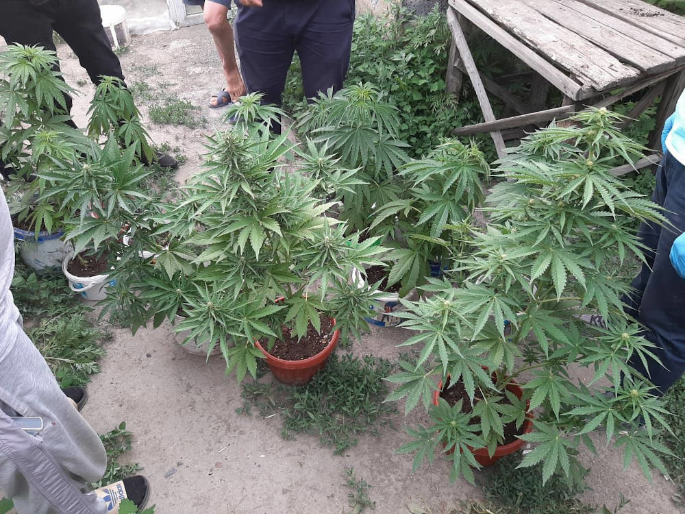 Сажают ли за семена марихуаны обувь из конопли в украине