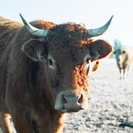 В ВКО объявили «охоту» на скотокрадов