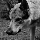 В Сенате обеспокоены, что в черте населенных пунктов ВКО появляются медведи и волки