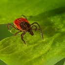 В Риддере уже несколько человек укусили клещи