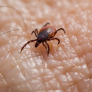 В ВКО уже 16 человек пострадали от укусов клещей 