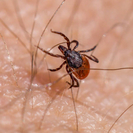 В ВКО клещи активизируются в апреле 