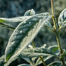 В ВКО ожидаются заморозки на почве