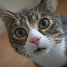 Кошка стала причиной внезапного отключения света в многоэтажках в Усть-Каменогорске