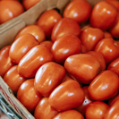 В Казахстане обнаружен карантинный вирус в партии семян томата