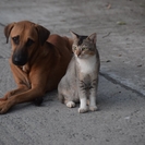 В Усть-Каменогорске спасли истощенных животных, которые были заперты в квартире без еды и воды