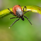 В Риддере зарегистрирован первый укус клеща